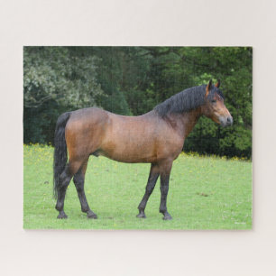 Bob Langrish New Forest Pony Stehend