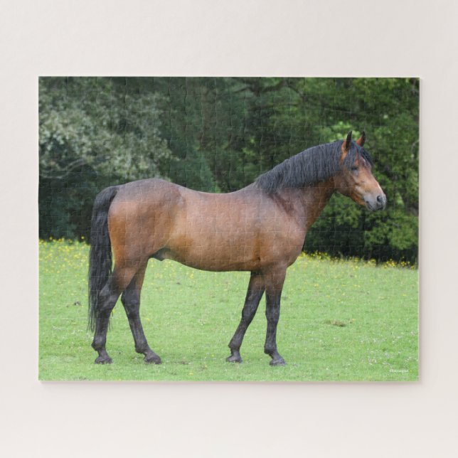 Bob Langrish | New Forest Pony Stehend (Horizontal)