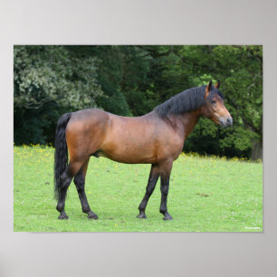 Bob Langrish New Forest Pony Stehend Poster