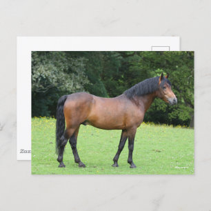 Bob Langrish New Forest Pony Stehend Postkarte