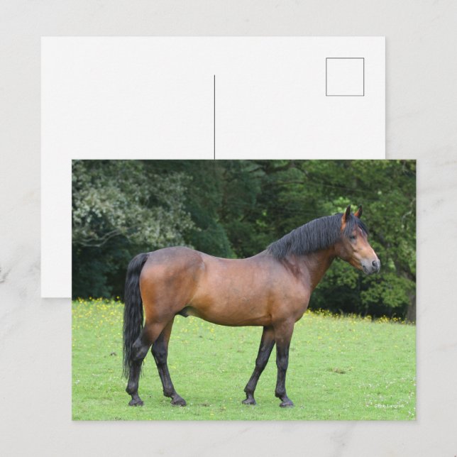 Bob Langrish | New Forest Pony Stehend Postkarte (Vorne/Hinten)