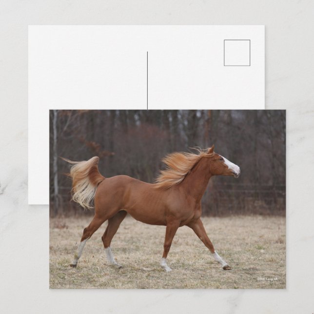 Bob Langrish | Overo Paint Horning Running Postkarte (Vorne/Hinten)