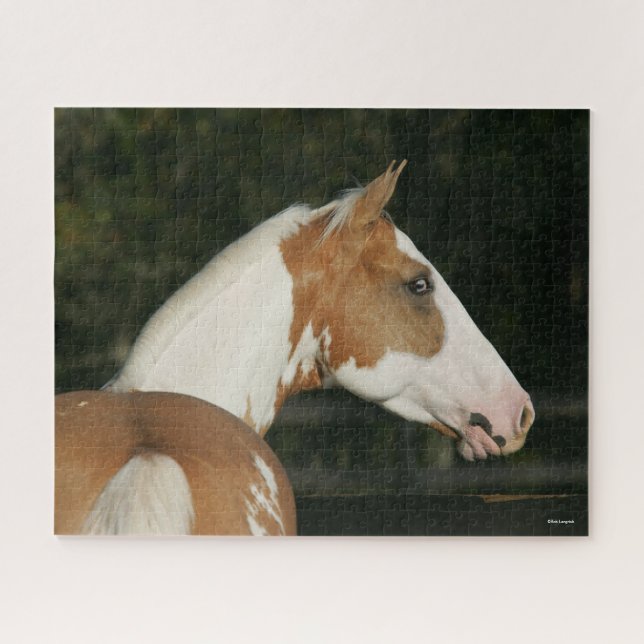 Bob Langrish | Paint Horse Headshot (Horizontal)