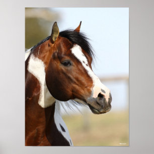 Bob Langrish   Paint Horse Stallion headshot Poster