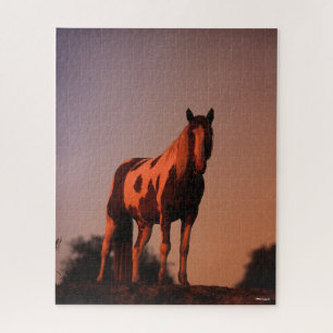 Bob Langrish   Paint Horse Stehend bei Sonnenunter