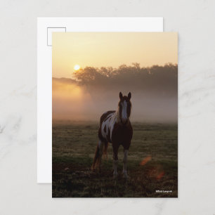 Bob Langrish   Paint Horse Stehend Mist Sunrise Postkarte