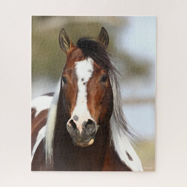 Bob Langrish | Paint Stallion Headshot (Vertikal)