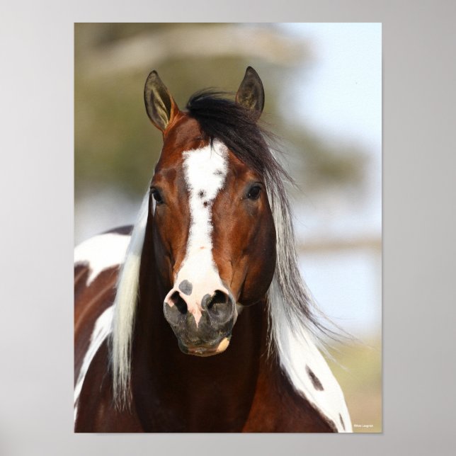 Bob Langrish | Paint Stallion Headshot Poster (Vorne)