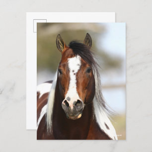 Bob Langrish Paint Stallion Headshot Postkarte