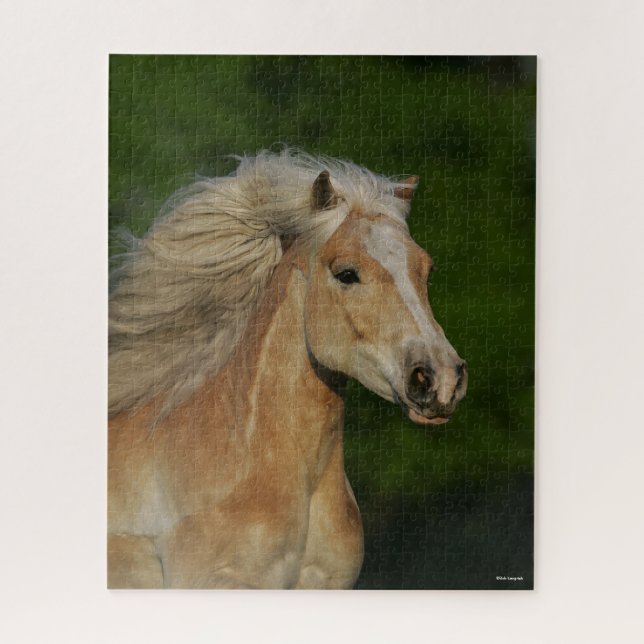 Bob Langrish | Palomino Haflinger Headshot (Vertikal)