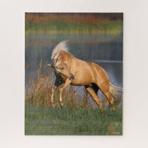 Bob Langrish   Palomino Lusitano Stallion Bucking