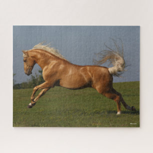 Bob Langrish   Palomino Lusitano Stallion Leaping