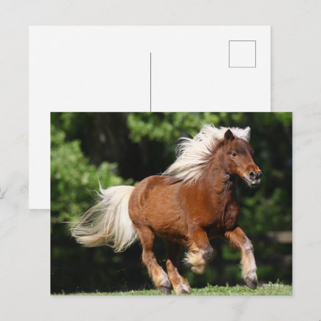 Bob Langrish | Palomino Miniaturpony Running Postkarte (Vorne/Hinten)