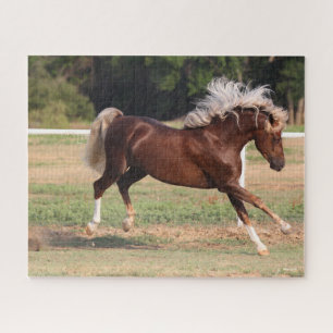Bob Langrish Palomino Morgan Pferderücken