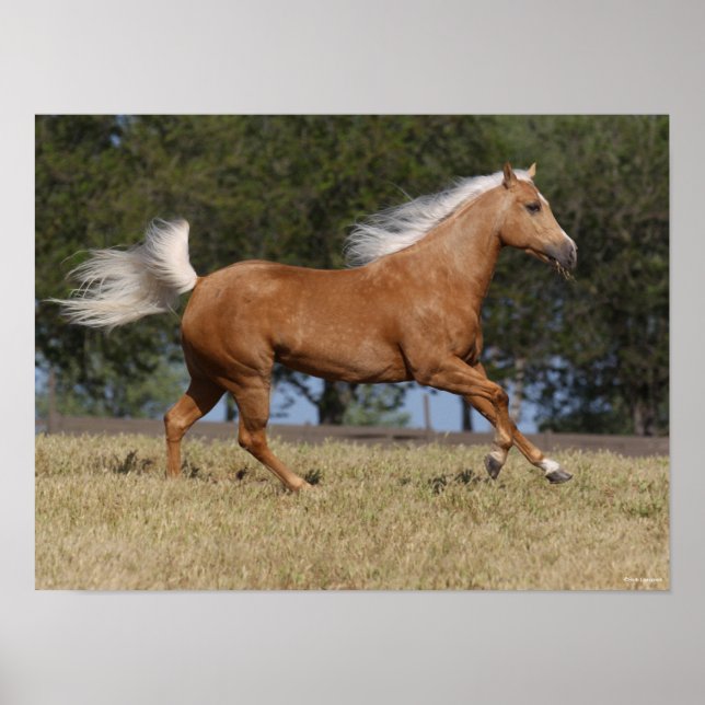 Bob Langrish | Palomino Quarter Rennen Poster (Vorne)