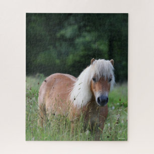 Bob Langrish Palomino Shetland Stehend im Gras