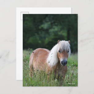 Bob Langrish Palomino Shetland Stehend im Gras Postkarte
