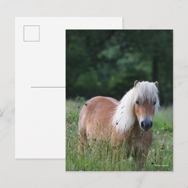 Bob Langrish | Palomino Shetland Stehend im Gras Postkarte (Vorne/Hinten)