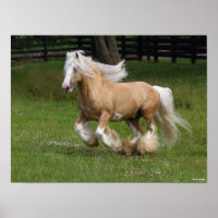 Bob Langrish | Palomino Sinti und Roma Vanner Hors