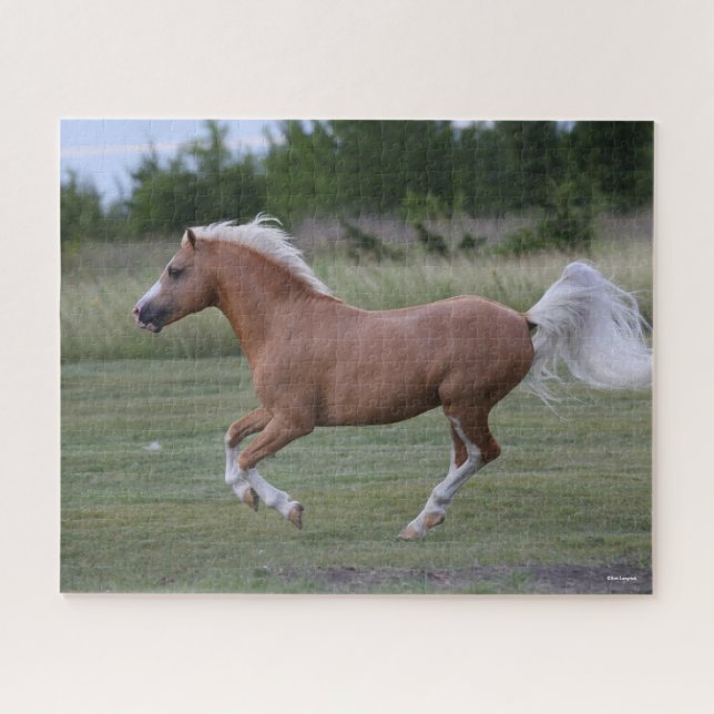 Bob Langrish | Palomino Welsh Pony Running (Horizontal)