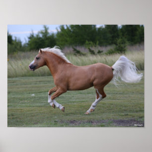 Bob Langrish   Palomino Welsh Pony Running Poster