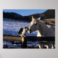 Bob Langrish | Pferd und Katze im Schnee