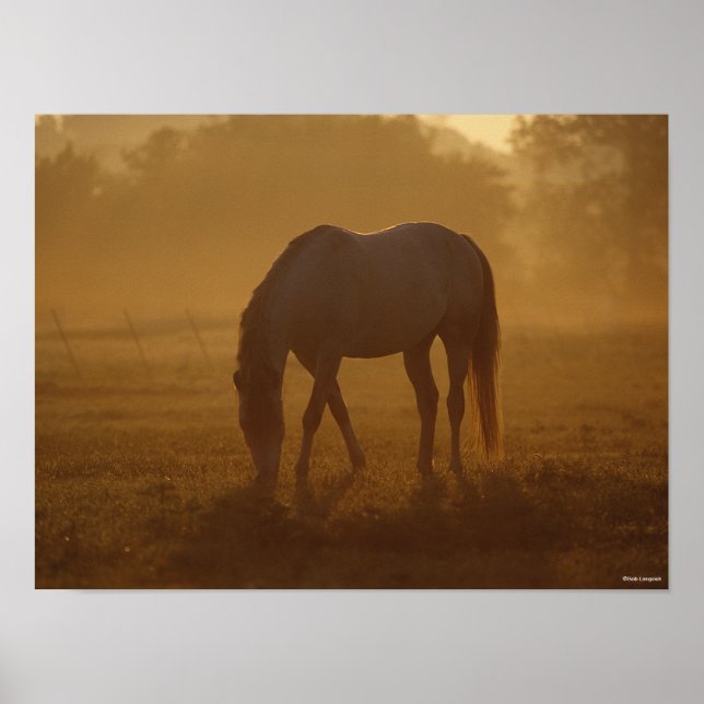 Bob Langrish | Pferdeweide Sonnenaufgang Poster (Vorne)