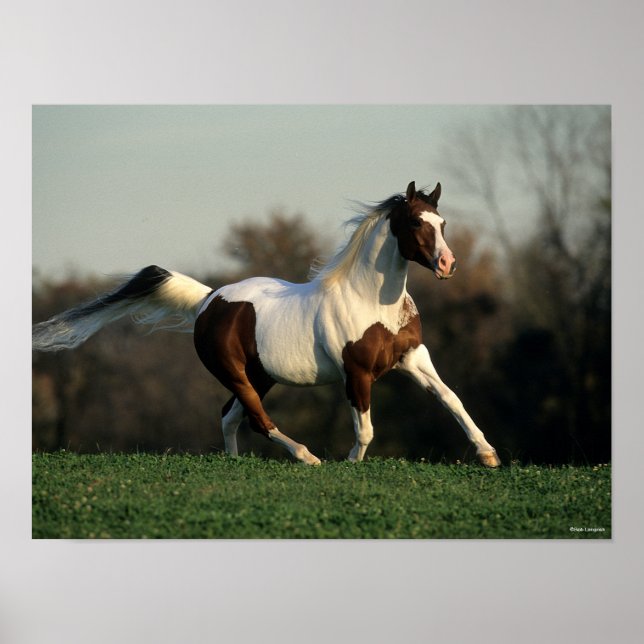 Bob Langrish | Pinto Arab Mane and Schwanz Flows Poster (Vorne)
