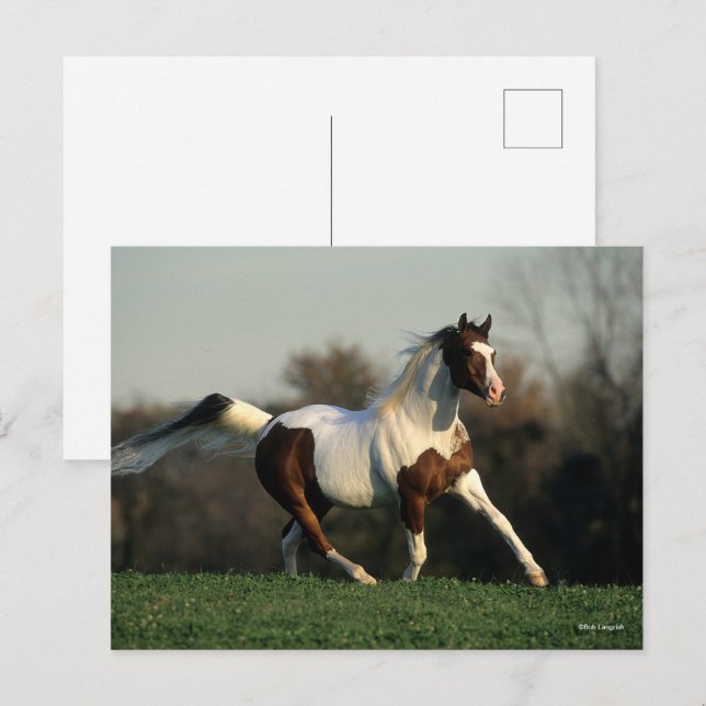 Bob Langrish | Pinto Arab Mane and Schwanz Flows Postkarte (Vorne/Hinten)