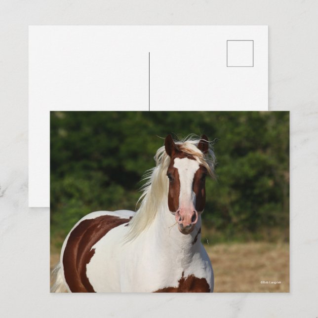 Bob Langrish | Pinto Haflinger Headshot Postkarte (Vorne/Hinten)