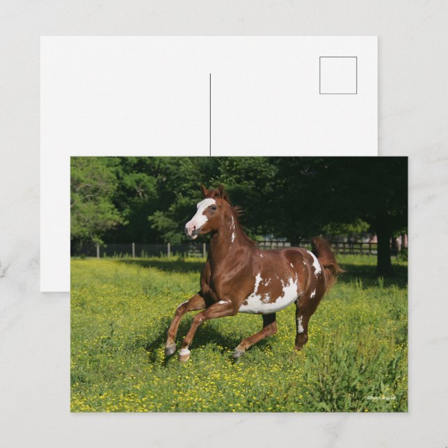 Bob Langrish | Pinto Oldenburg Laufen in Blume Postkarte (Vorne/Hinten)
