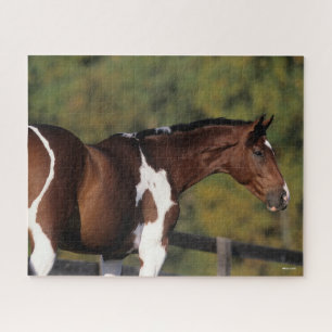 Bob Langrish   Pinto Warmblood Stehend Headshot