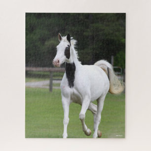 Bob Langrish Pinto Warmblut