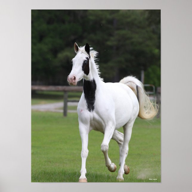 Bob Langrish | Pinto Warmblut Poster (Vorne)