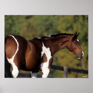 Bob Langrish Pinto Warmblut Stehender Headshot Poster