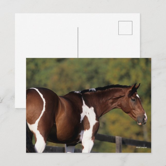 Bob Langrish | Pinto Warmblut Stehender Headshot Postkarte (Vorne/Hinten)