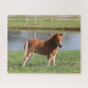 Bob Langrish   Pony Foal-Miniatur-Stehende