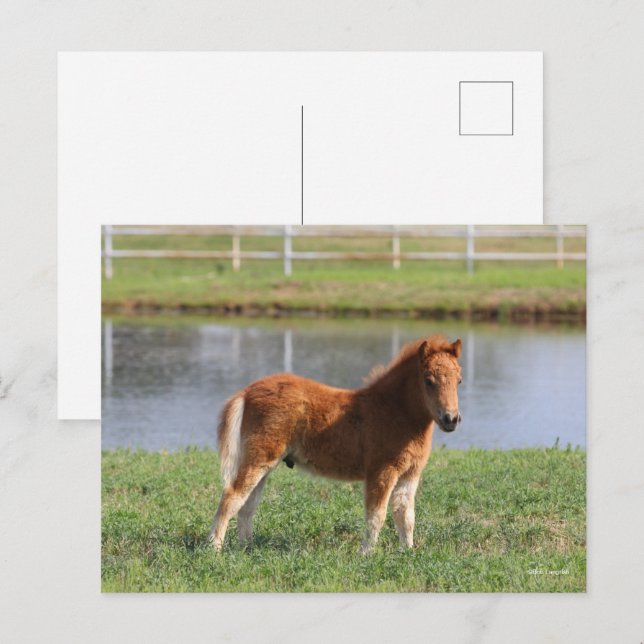 Bob Langrish | Pony Foal-Miniatur-Stehende Postkarte (Vorne/Hinten)