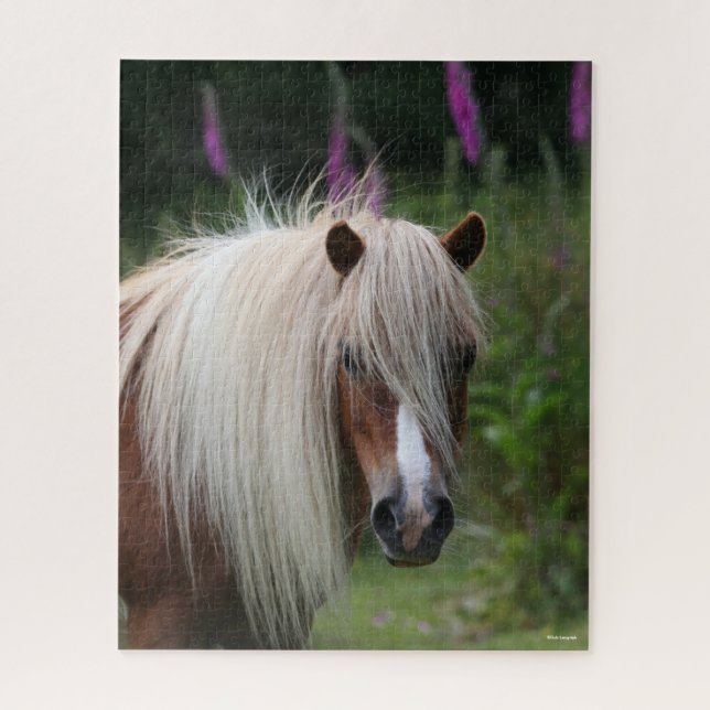 Bob Langrish | Pony-Headshot von Shetland mit Blum (Vertikal)