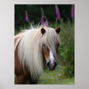 Bob Langrish Pony-Headshot von Shetland mit Blum Poster