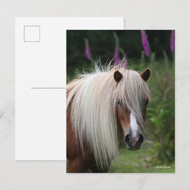 Bob Langrish | Pony-Headshot von Shetland mit Blum Postkarte (Vorne/Hinten)