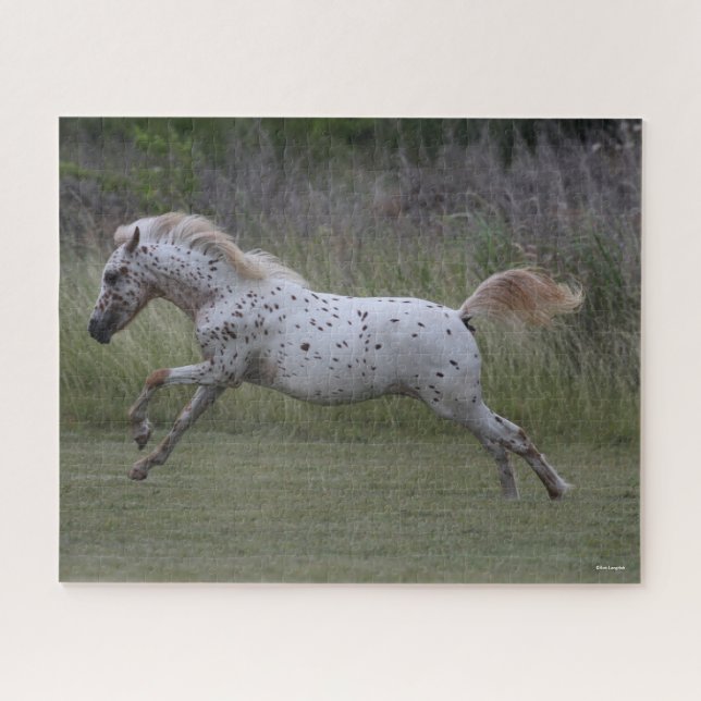 Bob Langrish | Pony of America Leaping (Horizontal)