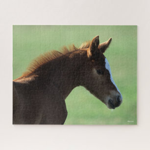 Bob Langrish   Quarter Horse Foal Backlit