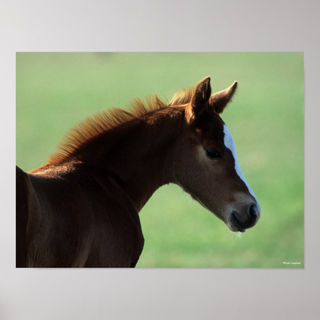 Bob Langrish | Quarter Horse Foal Backlit Poster (Vorne)