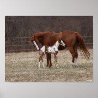 Bob Langrish | Quarter Horse Mare and Paint Foal