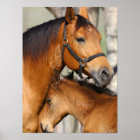 Bob Langrish Quarter Horse Mare und Foal Headshot