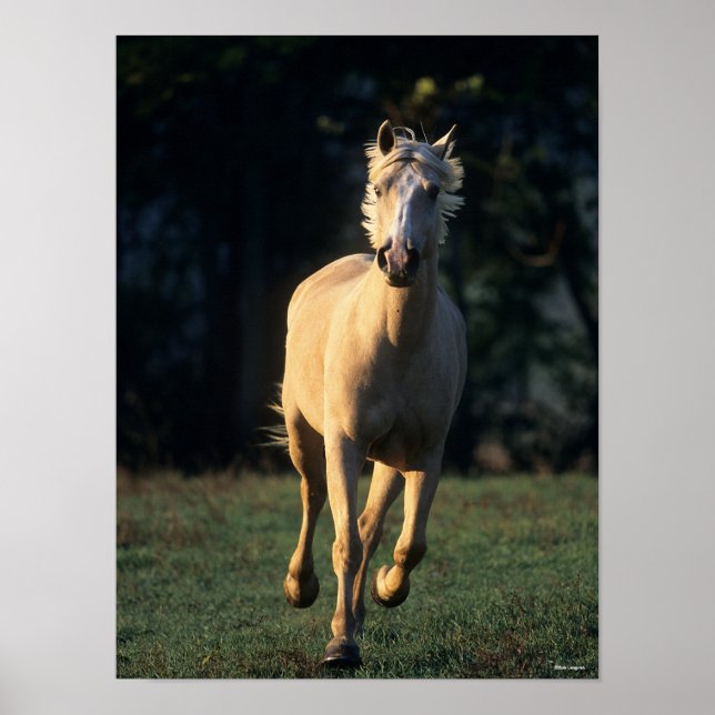 Bob Langrish | Reitpferd von Palomino Poster (Vorne)