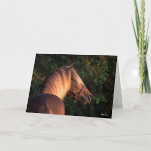 Bob Langrish Rocky Mountain Horse Headshot Karte