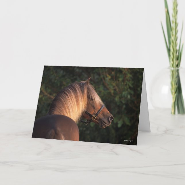 Bob Langrish | Rocky Mountain Horse Headshot Karte (Vorderseite)