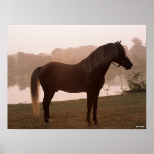 Bob Langrish Rocky Mountain Pferd Stehend Backlit Poster
